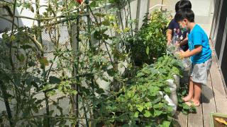 園庭のない保育園で野菜を育てる（プランターでの野菜作りを経験して）