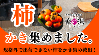食料ロスの運命だった柿をかき集め救出し柿フェア開催!