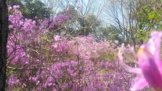 小牧市の花　コバノミツバツツジの観察会開催