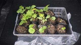 小さなことからコツコツと