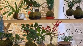 苔玉づくり教室の開催及び出張教室