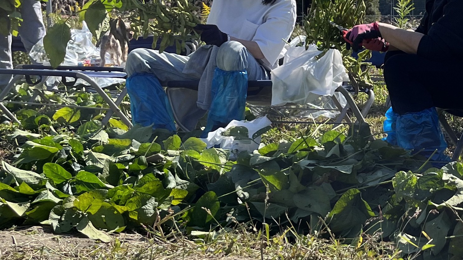 秋の丹波を満喫！ 観光農園で黒枝豆収穫体験