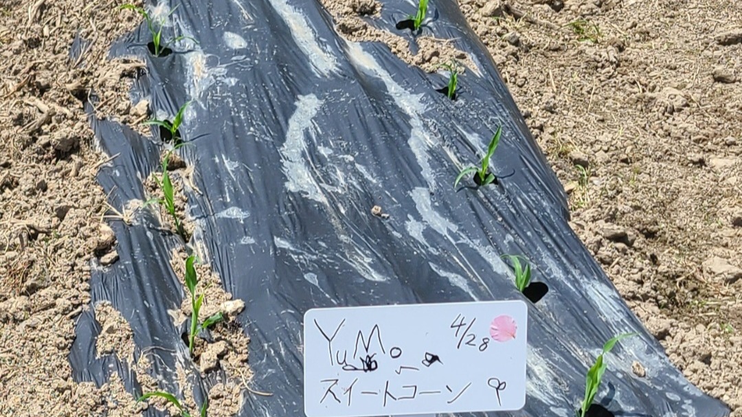 スーパースイートコーンの苗　植え付け