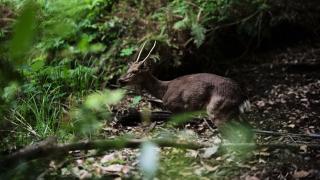 樵木林業と生物多様性