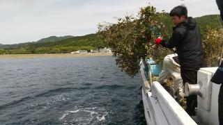 ウバメガシの枝葉をアオリイカの産卵床として提供